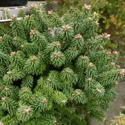 Sapin Nain - Abies Balsamea Piccolo