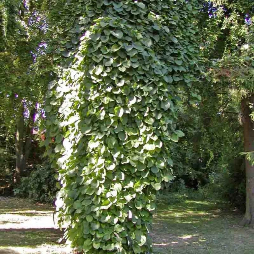 Aristoloche Durior - Aristoloche Siphon 1 Aristoloche Durior - Aristoloche Siphon