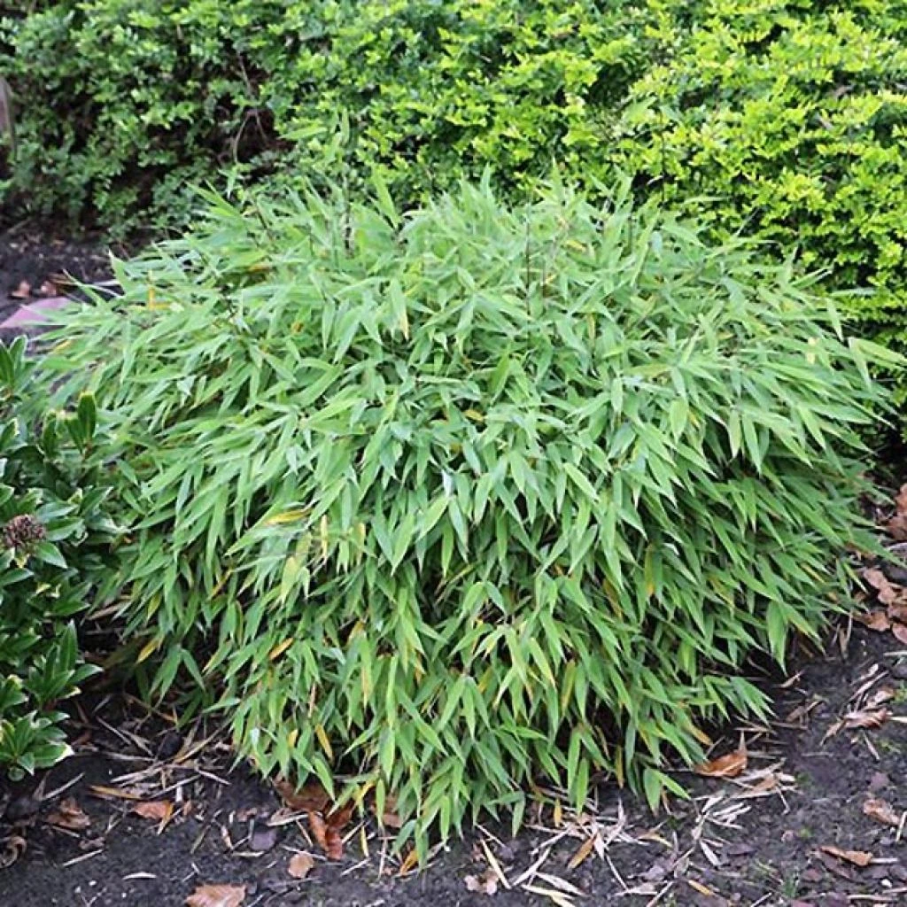 Fargesia Murieliae Elias - Bambou Nain Non Traçant 1 Fargesia Murieliae Elias - Bambou Nain Non Traçant