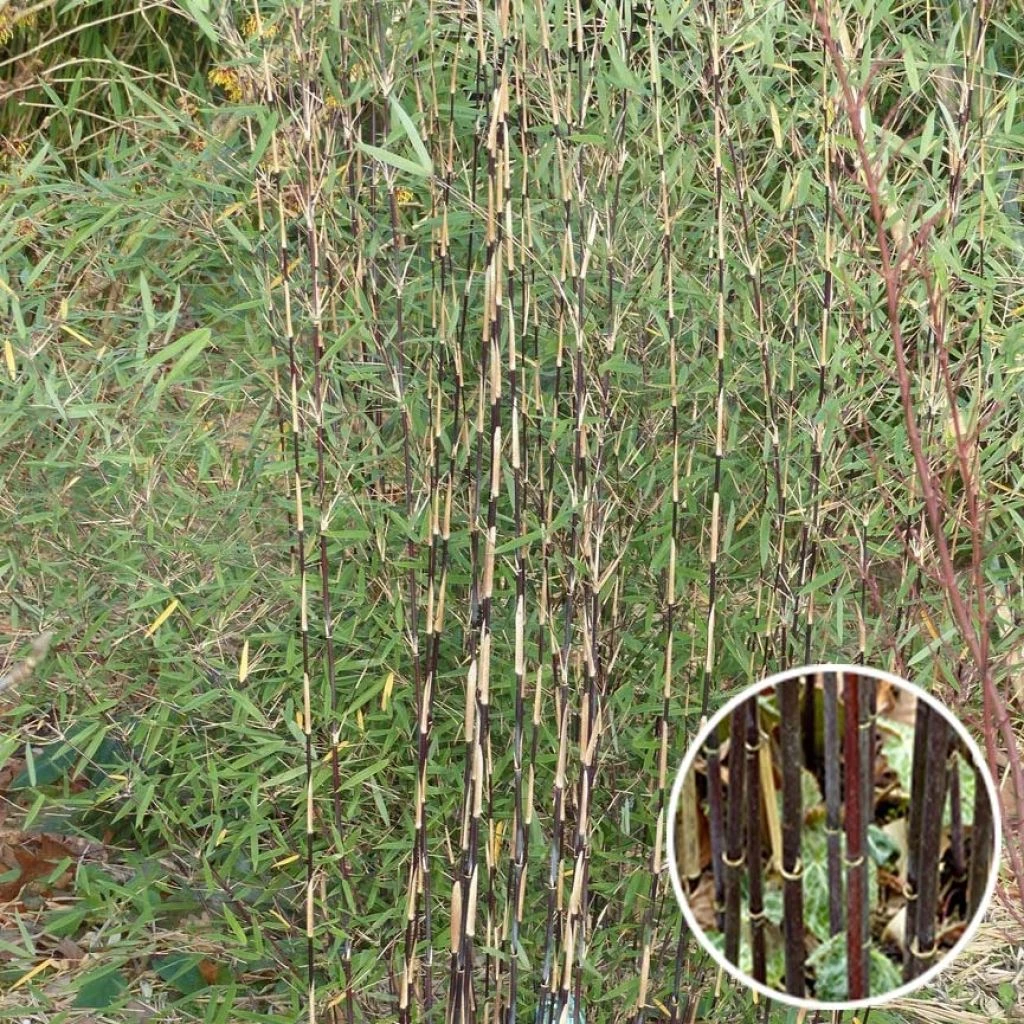 Fargesia Sp Jiuzhaigou Deep Purple - Bambou Non Traçant. 1 Fargesia Sp Jiuzhaigou Deep Purple - Bambou Non Traçant.