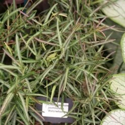 Jasmin étoilé - Trachelospermum Jasminoides Waterwheel