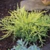Juniperus Chinensis Golden Saucer - Genévrier Hybride