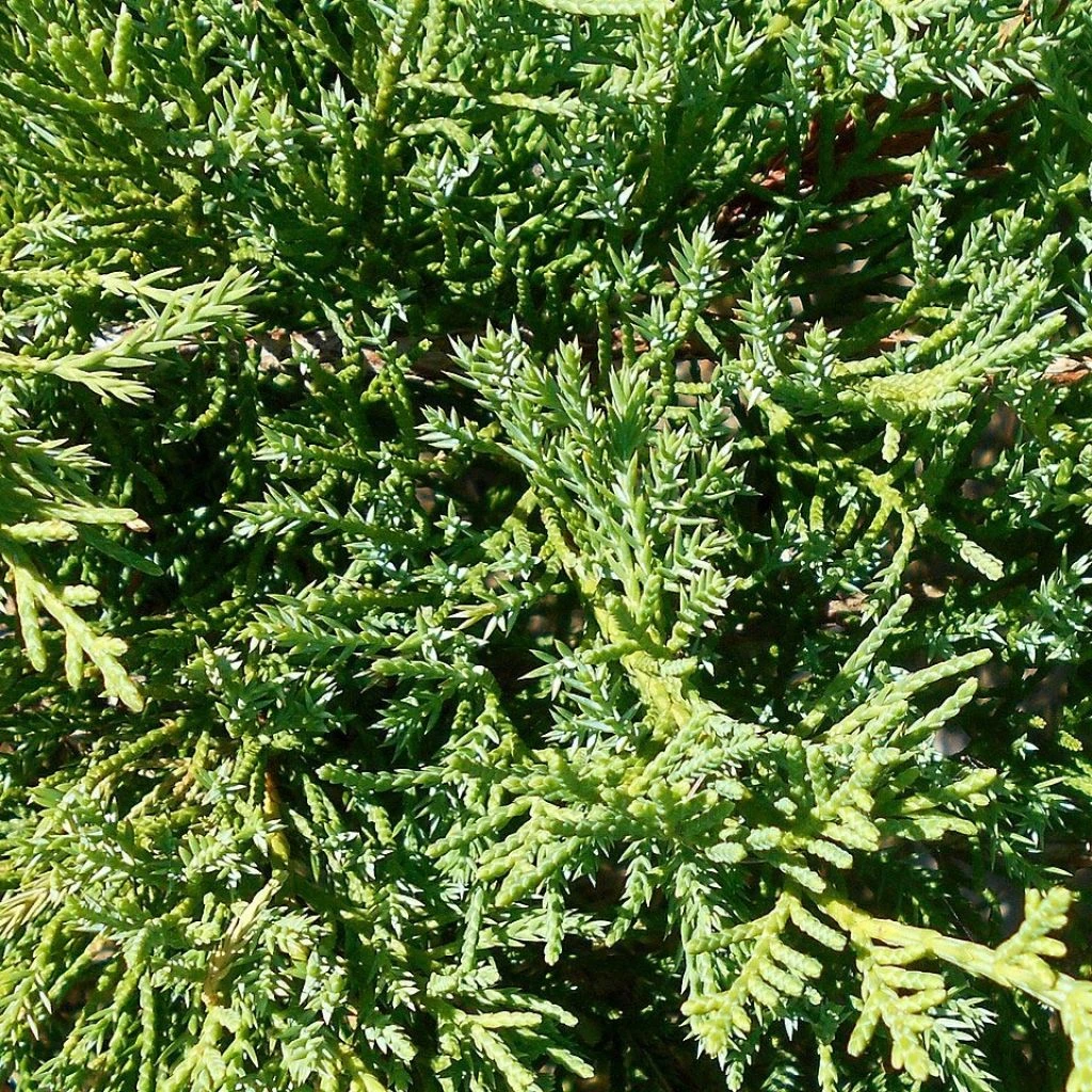 Genévrier De Pfitzer Compact - Juniperus Pfitzeriana Compacta 1 Genévrier De Pfitzer Compact - Juniperus Pfitzeriana Compacta