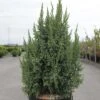 Genévrier écailleux - Juniperus Squamata Loderi