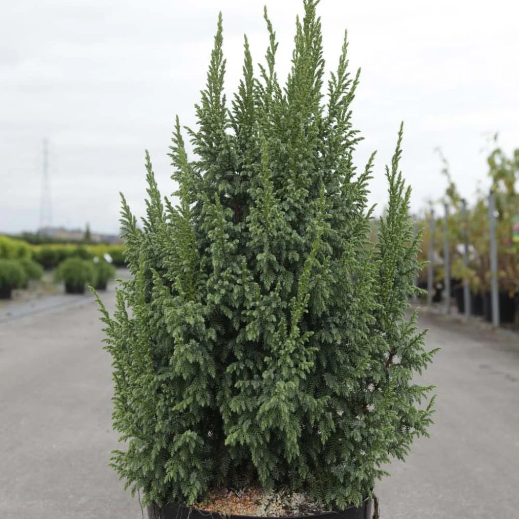 Genévrier écailleux - Juniperus Squamata Loderi 1 Genévrier écailleux - Juniperus Squamata Loderi