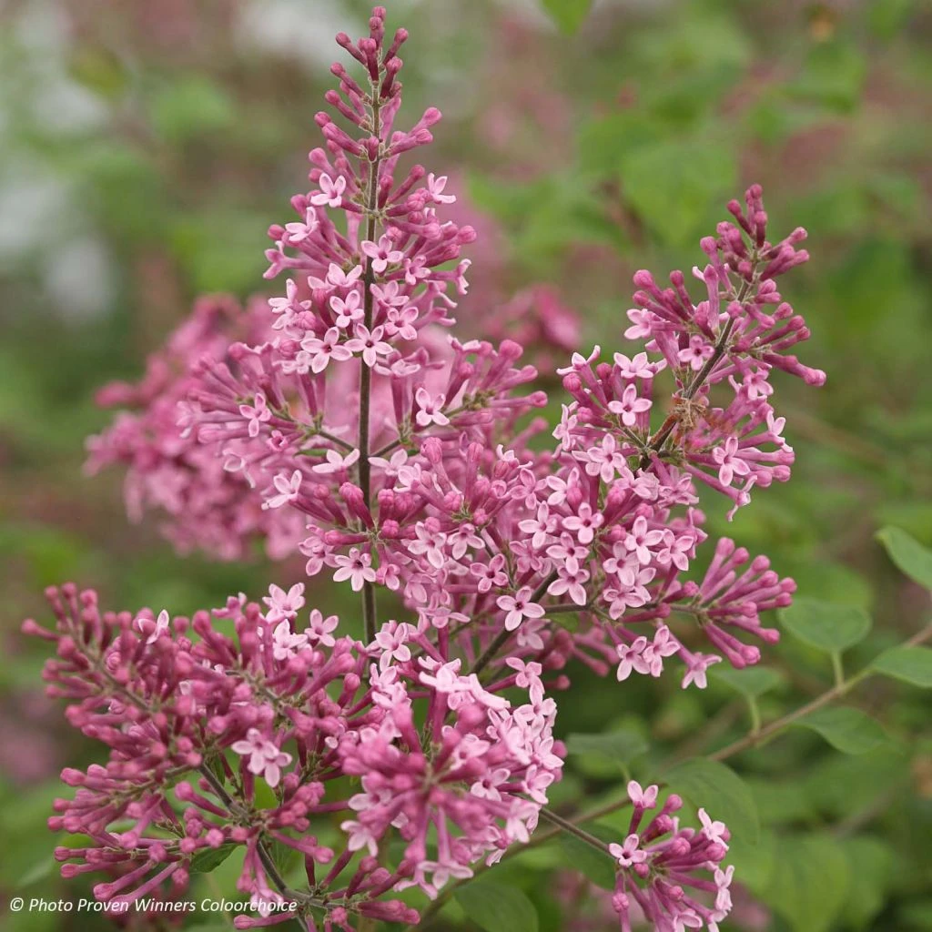 Lilas Bloomerang Pink Perfume - Syringa Nain Hybride Remontant 1 Lilas Bloomerang Pink Perfume - Syringa Nain Hybride Remontant
