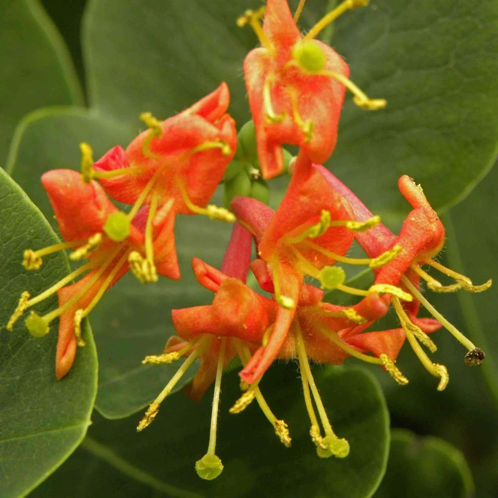 Chèvrefeuille - Lonicera X Heckrotii Firecracker® 1 Chèvrefeuille - Lonicera X Heckrotii Firecracker®