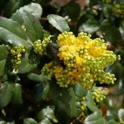 Mahonia (x) Wagneri Pinnacle
