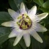 Passiflore, Fleur De La Passion - Passiflora Caerulea Clear Sky