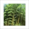 Phyllostachys Bambusoides Castillonis - Bambou Géant