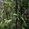 Bambou Noir - Phyllostachys Nigra