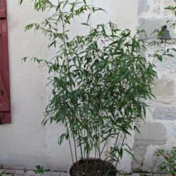 Phyllostachys Rubromarginata - Bambou Moyen