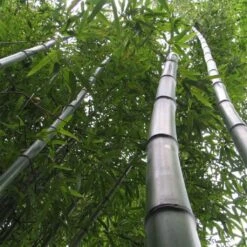 Phyllostachys Vivax Huangwenzhu - Bambou Géant