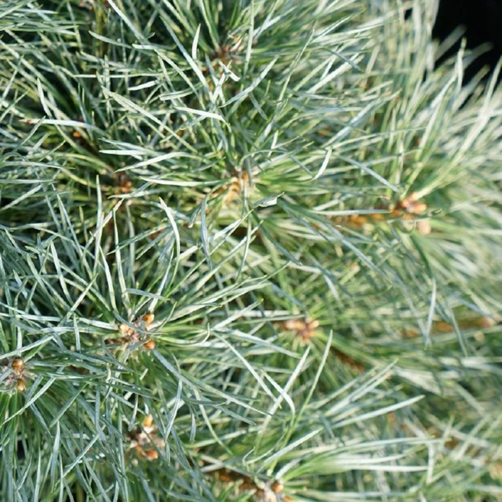 Pin Sylvestre Nain - Pinus Sylvestris Chantry Blue 1 Pin Sylvestre Nain - Pinus Sylvestris Chantry Blue
