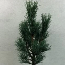Pin Cembro Nain - Pinus Cembra Compacta Glauca