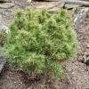 Pin Weymouth - Pinus Strobus Tiny Kurls