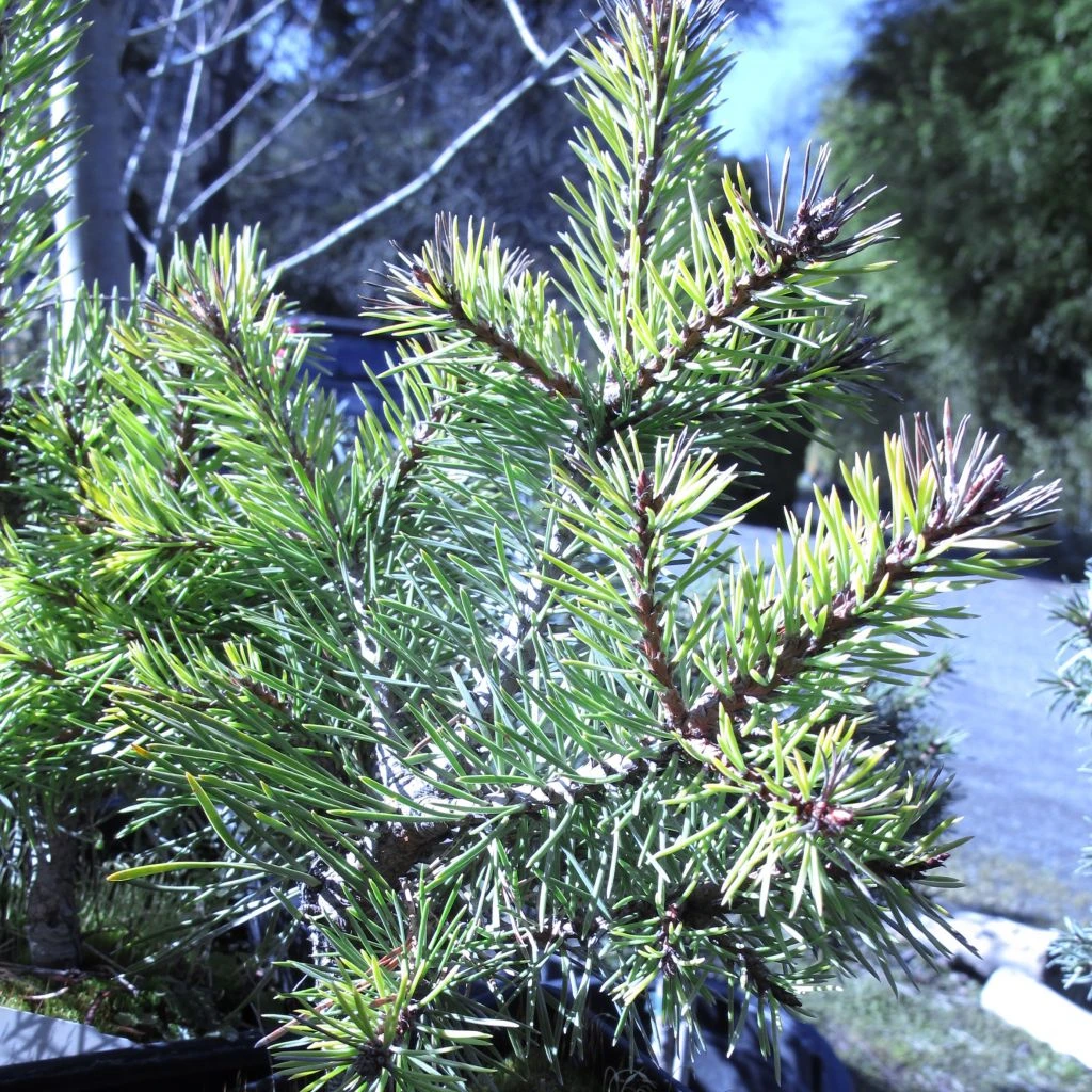 Pin Sylvestre Nain - Pinus Sylvestris Doone Valley 1 Pin Sylvestre Nain - Pinus Sylvestris Doone Valley