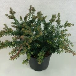Podocarpus Lawrencii Blue Gem