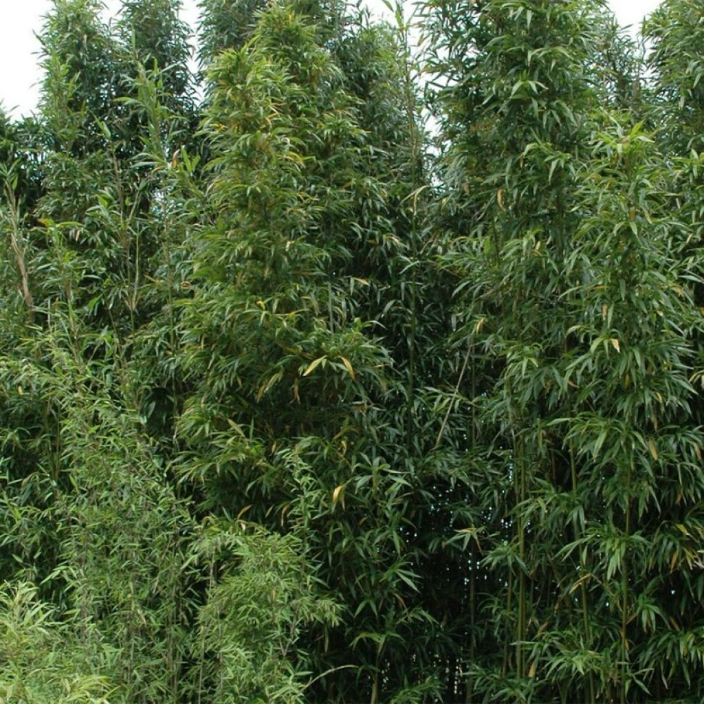 Semiarundinaria Fastuosa Viridis - Bambou 1 Semiarundinaria Fastuosa Viridis - Bambou