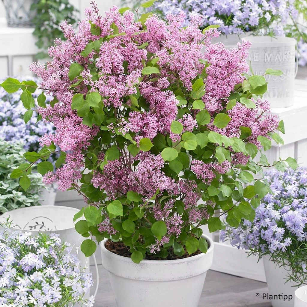 Lilas Nain - Syringa Meyeri Flowerfesta Pink 1 Lilas Nain - Syringa Meyeri Flowerfesta Pink