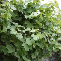 Vigne D'ornement - Vitis Vinifera Incana