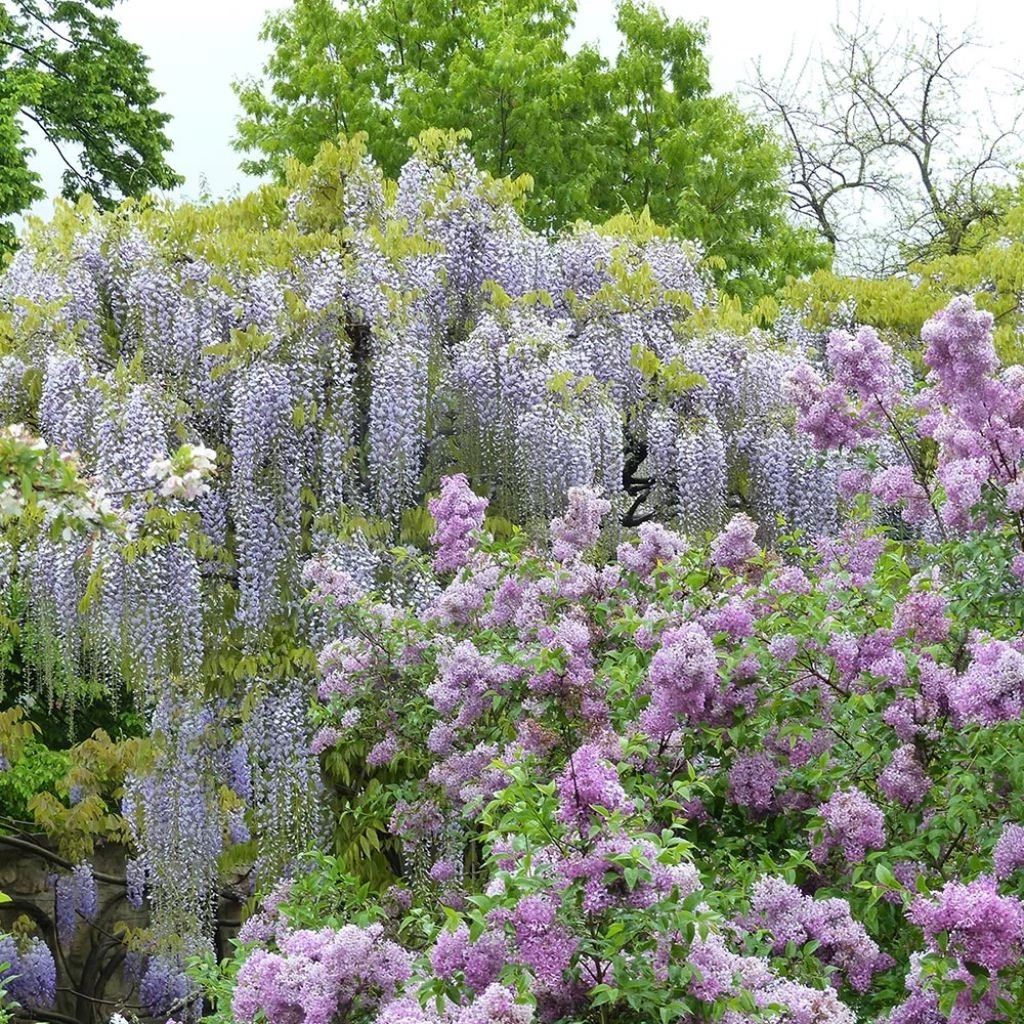 Glycine Japonaise - Wisteria Floribunda Macrobotrys De Belder 1 Glycine Japonaise - Wisteria Floribunda Macrobotrys De Belder
