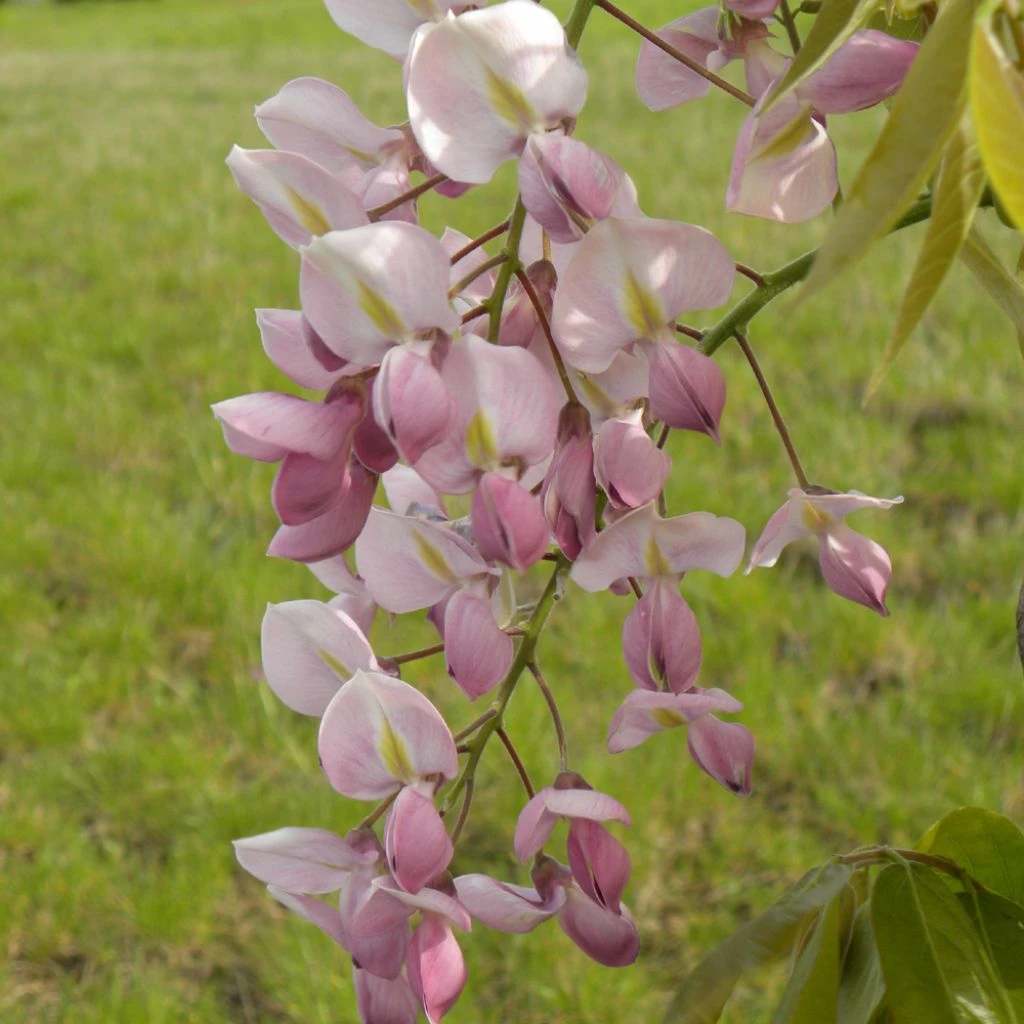 Wisteria Venusta Rosea - Glycine Du Japon 1 Wisteria Venusta Rosea - Glycine Du Japon