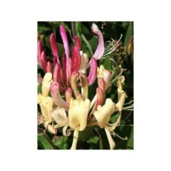 Chèvrefeuille Des Bois Caprilia Ever