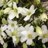 Clématite - Clematis Avalanche®