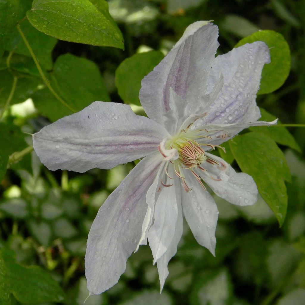 Clématite - Clematis Jackmanii Alba 1 Clématite - Clematis Jackmanii Alba