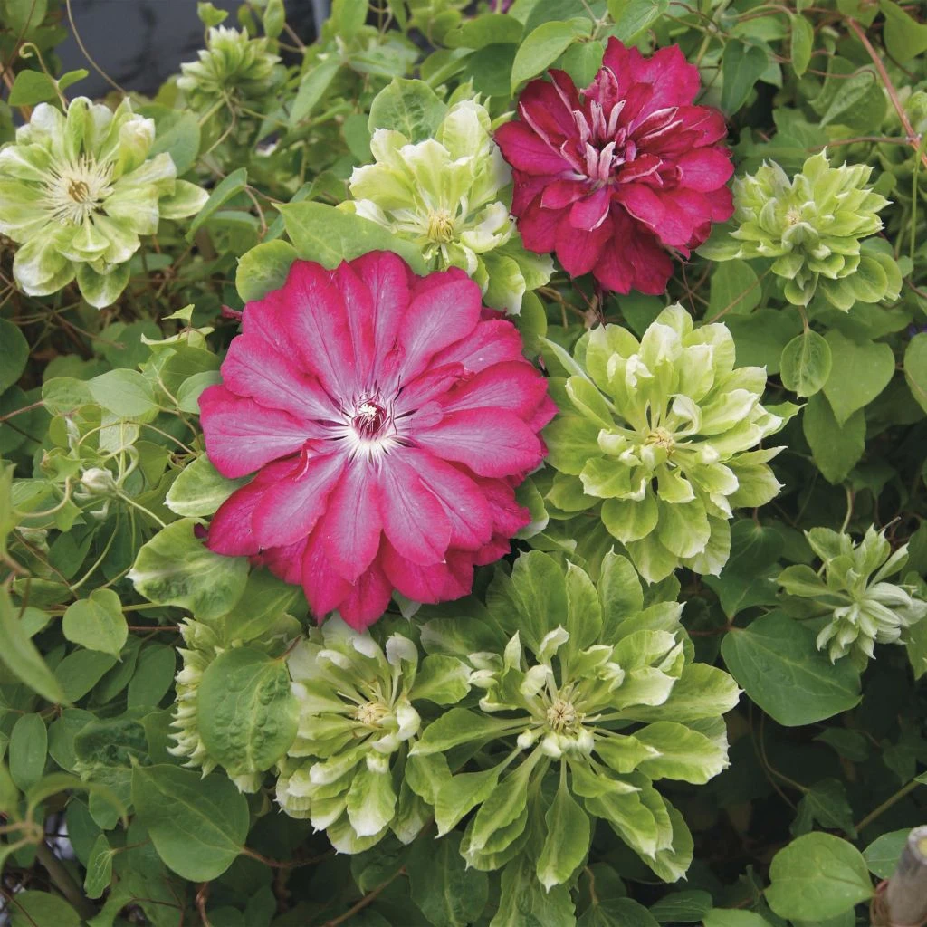 Collection Clématites Passion 1 Collection Clématites Passion