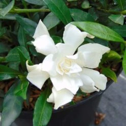 Gardenia Jasminoides Perfumed Petticoats