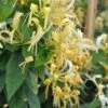 Chèvrefeuille - Lonicera Similis Var. Delavayi