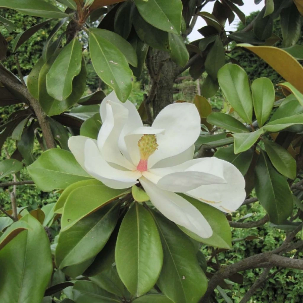 Magnolia Grandiflora Galissonière 1 Magnolia Grandiflora Galissonière