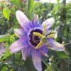 Passiflore Lady Betty Myles Young - Fleur De La Passion Bleue Violet