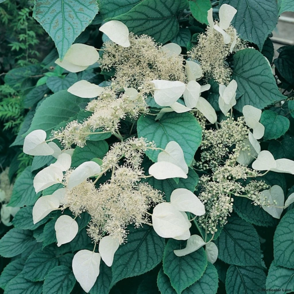Schizophragma Hydrangeoides Moonlight 1 Schizophragma Hydrangeoides Moonlight