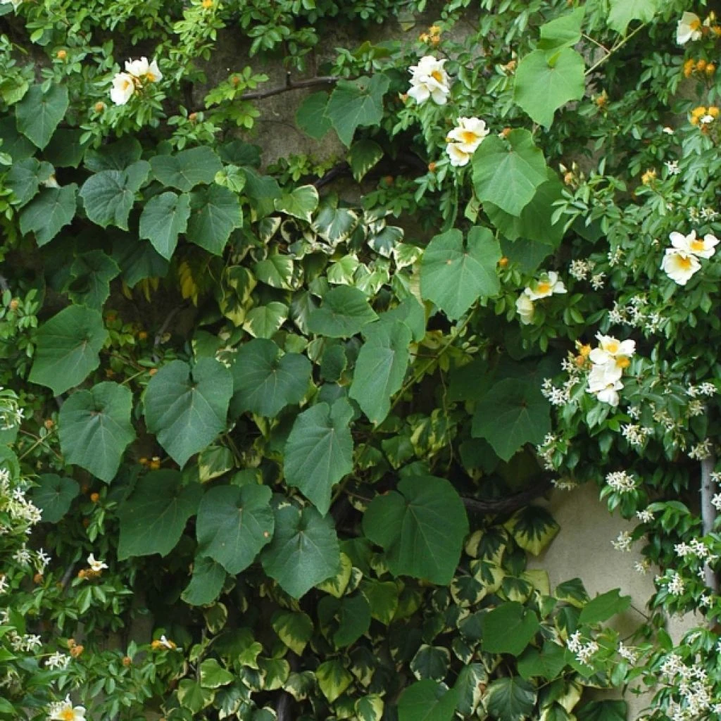 Vigne D'ornement - Vitis Coignetiae 1 Vigne D'ornement - Vitis Coignetiae