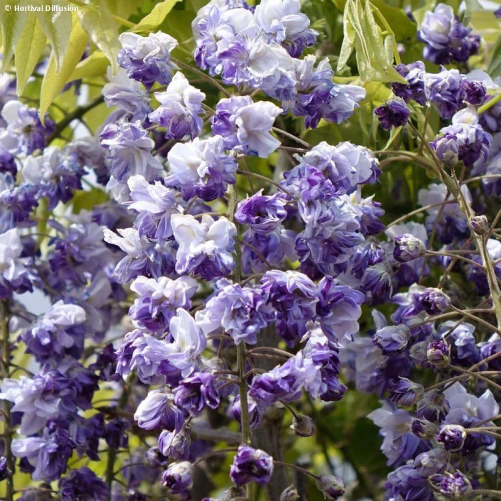 Glycine Grande Diva Cecilia - Wisteria (x) Venusta 1 Glycine Grande Diva Cecilia - Wisteria (x) Venusta