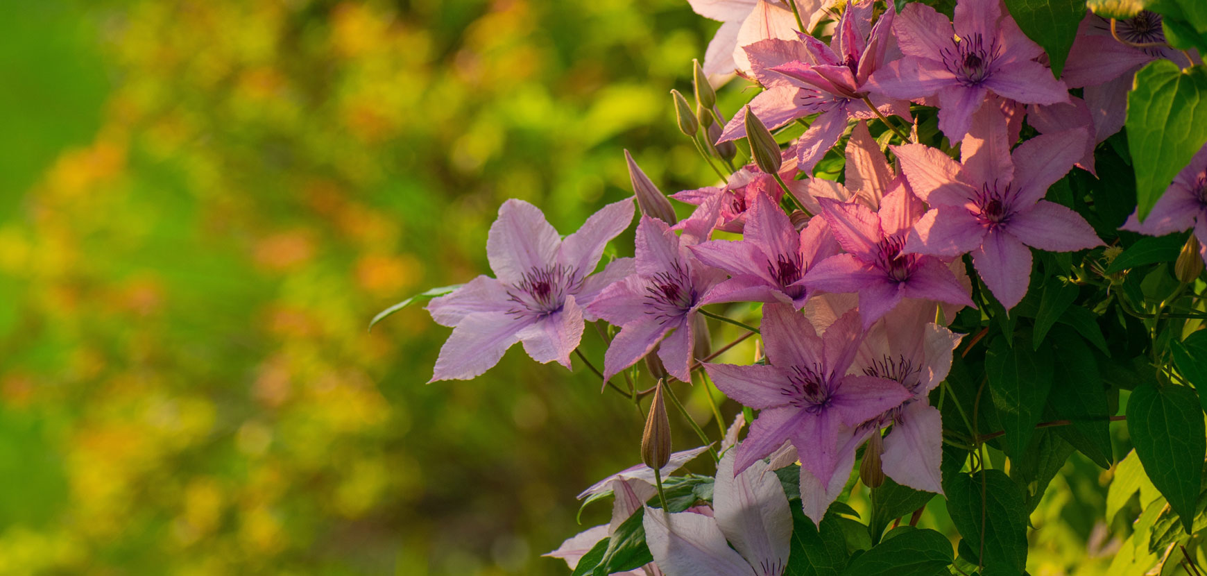 Conife Le Jadin Boutique -Conife Le Jadin Boutique 4 GRIMPANTES Cl matites 1