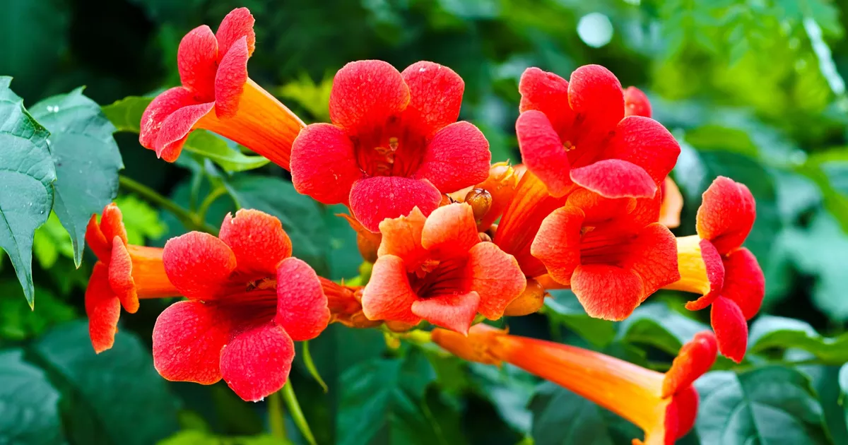 Conife Le Jadin Boutique 21 Conife Le Jadin Boutique -Conife Le Jadin Boutique XVMaa83ff1e 3e99 11e9 9e21 eae8fdeb75bd