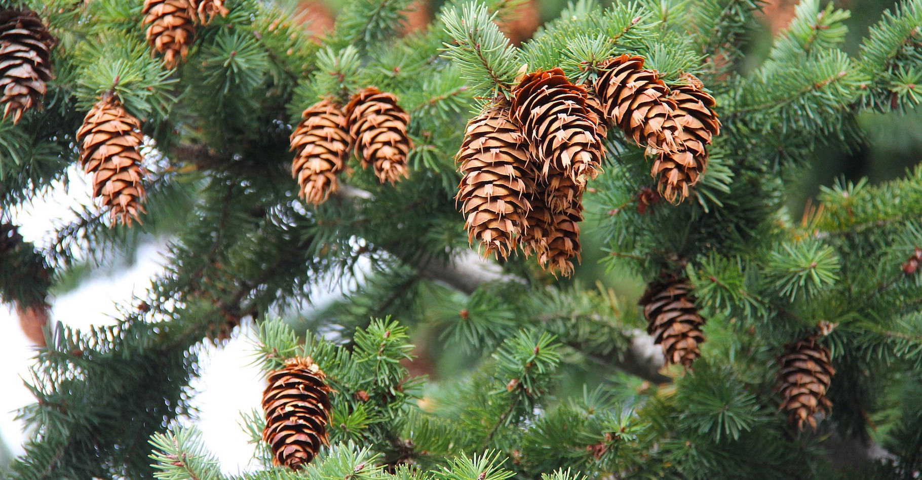 Conife Le Jadin Boutique -Conife Le Jadin Boutique pin sapin epicea